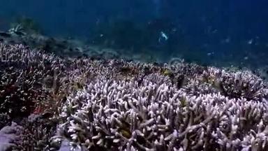 海底礁坡海底学校用彩色鱼